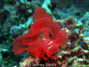 Spanish Dancer in Wakatobi by Jeffrey Smith 